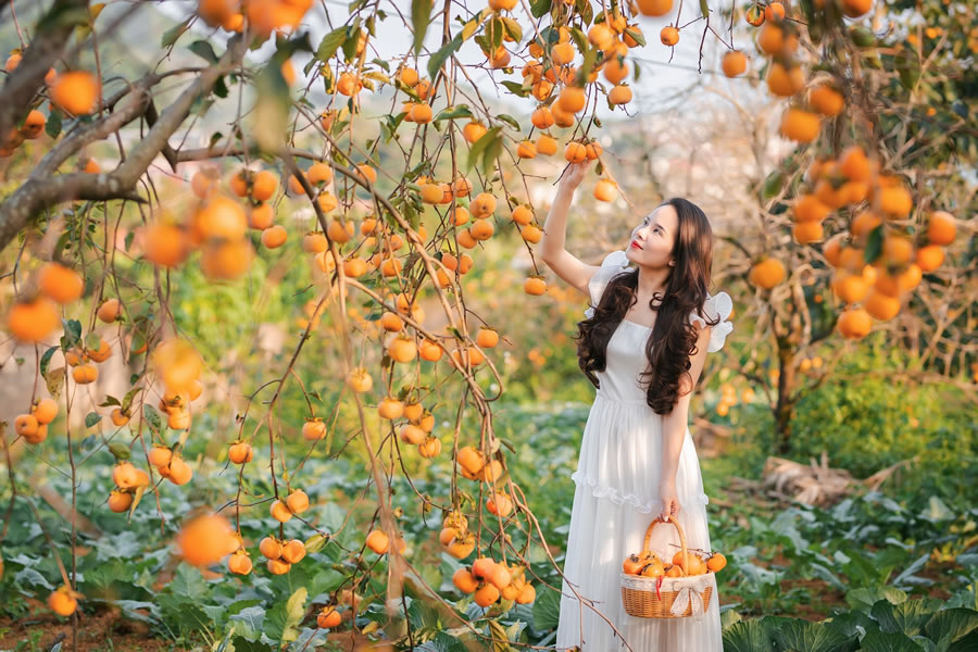  Vườn hồng Mộc Châu 